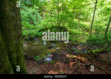 Piccolo ruscello che scorre attraverso il deserto incontaminato nel profondo della foresta densa presso il Parco Nazionale dei Laghi di Plitvice in Croazia Foto Stock