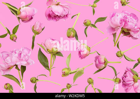 Peonie rosa su sfondo rosa Foto Stock