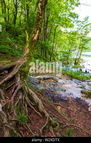 Piccola insenatura passando un vecchio albero di muschio con numerose radici al di sopra di tale superficie e che scorre in un colore azzurro lago presso il Parco Nazionale dei Laghi di Plitvice Foto Stock