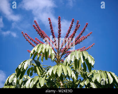 Il grande 1 m grande uva dole di ray aralea, Schefflera Actinophylla Harms, un albero-come edera pianta del genere Araliaceae. Foto Stock