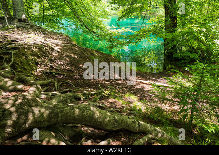 Radici di alberi sulla superficie della foglia foresta coperta macinata con un colore azzurro lago sullo sfondo - Il Parco Nazionale dei Laghi di Plitvice, Croazia Foto Stock