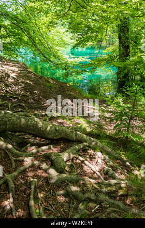 Radici di alberi sulla superficie della foglia foresta coperta macinata con un colore azzurro lago sullo sfondo - Il Parco Nazionale dei Laghi di Plitvice, Croazia Foto Stock