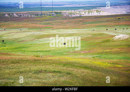 Wild bisonti americani nelle pianure Foto Stock