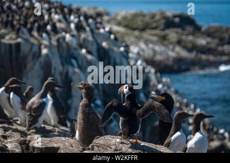 Atlantic Puffin ( Fratercula arctica), con il cicerello a farne le isole, Northumberland UK tra una colonia di Guillemots sul ciglio della scogliera. Foto Stock