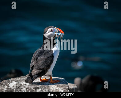 Atlantic Puffin ( Fratercula arctica), con il cicerello a farne le isole di Northumberland, Regno Unito Foto Stock