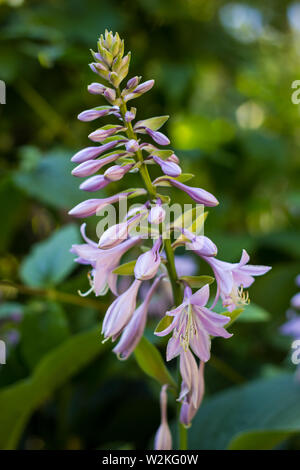 Fiore Hosta in fiore nel giardino estivo. Bellissimi fiori viola di Hosta Lancifolia sul delicato sfondo naturale. Foto Stock