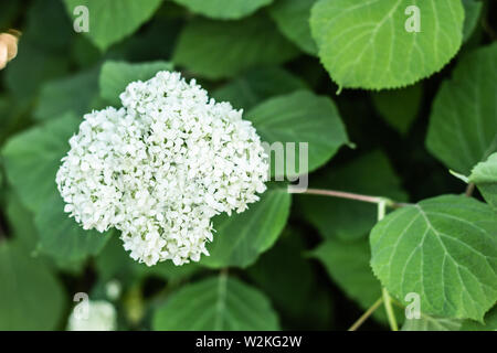 Palline di fiori bianchi Hydrangea arborescens primo piano su sfondo sfocato Foto Stock