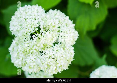 Bianco Idrangea arborescens Annabelle, retroilluminata dal sole serale in estate. Fiori di idrangea liscia Foto Stock