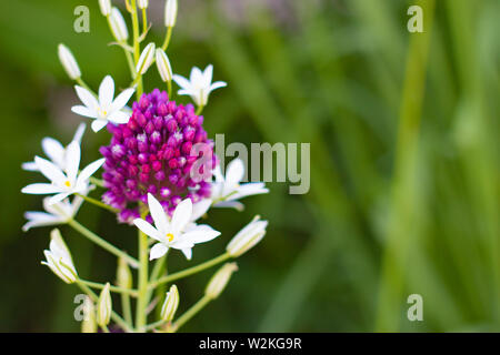 un gruppo di piccoli fiori selvatici bianchi e viola su un sfondo sfocato di erba verde Foto Stock