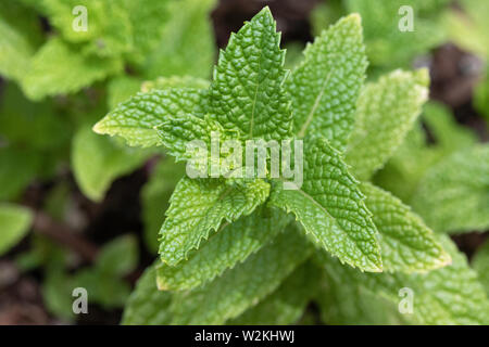 Close up di menta (Mentha spicata) cresce in un giardino Foto Stock