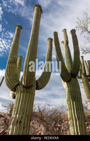 Giant cactus Saguaro (Carnegiea gigantea), il Parco nazionale del Saguaro, Tucson, Arizona Foto Stock