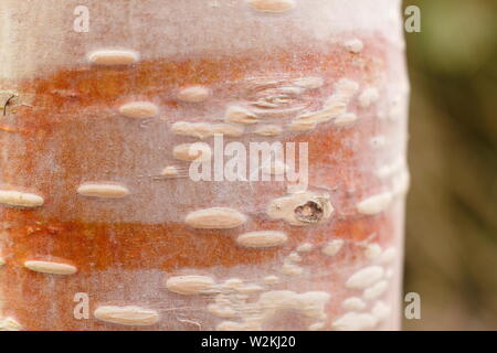 Betula utilis 'nepalesi arancione", una rara Himalayan betulla visualizzazione ornemtnal corteccia arancione Foto Stock