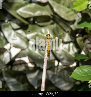Chiudere l immagine di un bel colore giallo dragon fly seduto su un bastone di legno Foto Stock
