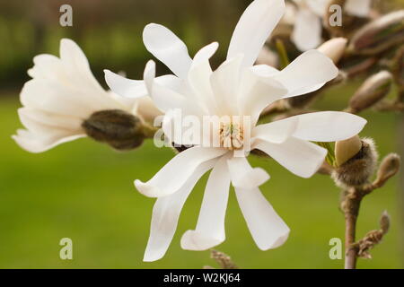 Magnolia 'tellata'. Vistosi fiori bianchi della stella magnolia in primavera Foto Stock