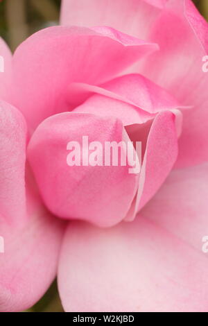 Magnolia sprengeri var. diva " Copeland Corte". Fiori di colore rosa di Magnolia 'Copeland corte" in primavera . AGM. Regno Unito Foto Stock