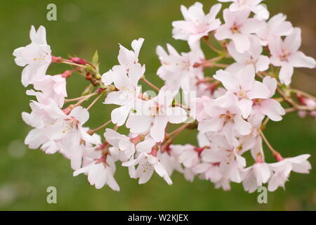 Fiori di ciliegio Regno Unito. Prunus pendula per ascendente 'Rosea' che piange ciliegi fioriscono in primavera. MODULO GAS ANESTETICI Foto Stock
