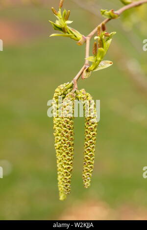 Alnus maximowiczii. Ontano montane coltivate per i suoi ramoscelli ornamentali. Foto Stock