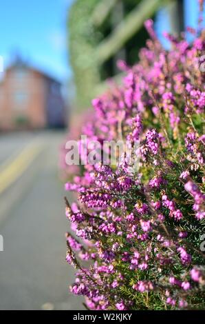 Boccola di porpora minuscoli fiori sul marciapiede di strada. Foto Stock