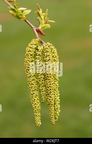 Alnus maximowiczii. Ontano montane coltivate per i suoi ramoscelli ornamentali. Foto Stock