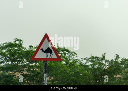 Attenzione di Camel; attraversamento segno nel deserto una strada o street negli Emirati Arabi Uniti. Foto Stock