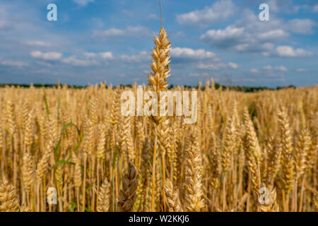Chiudere l immagine del giallo cornfeld prima del raccolto, vista laterale Foto Stock