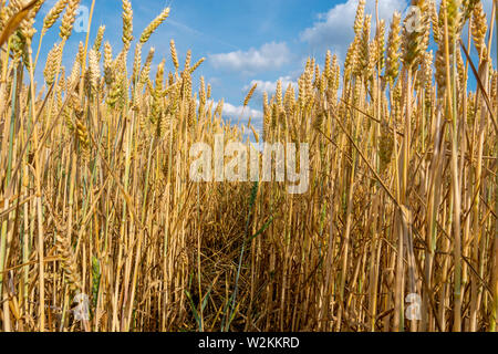 Chiudere l immagine del giallo cornfeld prima del raccolto, vista laterale Foto Stock