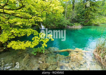 La pura acqua fresca di un piccolo ruscello cascades nel colore azzurro acqua cristallina di un laghetto al Parco Nazionale dei Laghi di Plitvice in Croazia Foto Stock