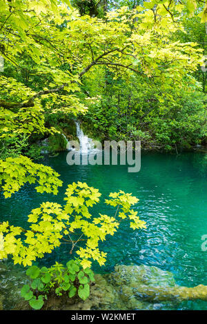 La pura acqua fresca di un piccolo ruscello cascades nel colore azzurro acqua cristallina di un laghetto al Parco Nazionale dei Laghi di Plitvice in Croazia Foto Stock