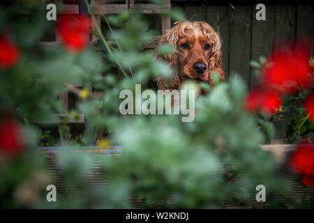 Cambridgeshire Inghilterra martedì 9 luglio 2019 un lavoro di Cocker Spaniel cane il peering attraverso fiori da giardino in Cambridgeshire. Foto Stock