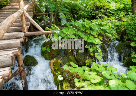 Pura acqua fresca cascate giù pendio di una collina passando rocce di muschio e abbondanza di piante butterbur presso il Parco Nazionale dei Laghi di Plitvice in Croazia Foto Stock