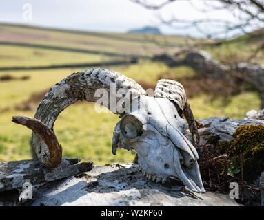 Manx ram cranio, grandi corna Foto Stock