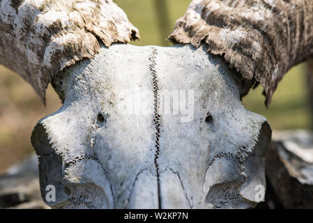 Manx ram cranio, grandi corna Foto Stock