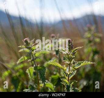 Ortica pianta in fiore, soleggiato, montagne sullo sfondo Foto Stock