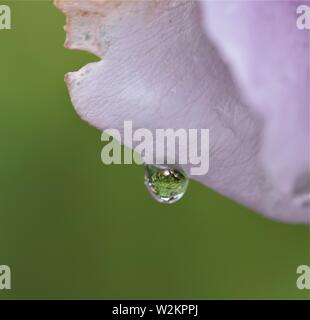 Raindrop sul petalo di rosa, riflessioni Foto Stock