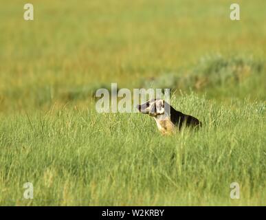 Un American badger caccia scoiattoli nelle praterie a Arapaho National Wildlife Refuge Luglio 1, 2019 in Walden, Colorado. Foto Stock