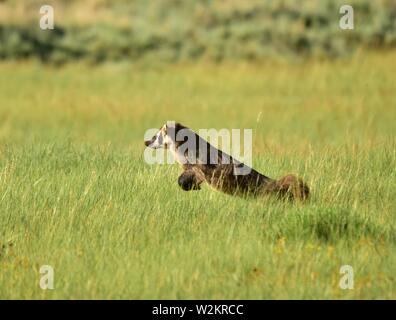 Un American badger caccia scoiattoli nelle praterie a Arapaho National Wildlife Refuge Luglio 1, 2019 in Walden, Colorado. Foto Stock