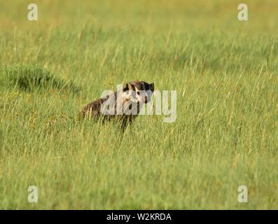 Un American badger caccia scoiattoli nelle praterie a Arapaho National Wildlife Refuge Luglio 1, 2019 in Walden, Colorado. Foto Stock