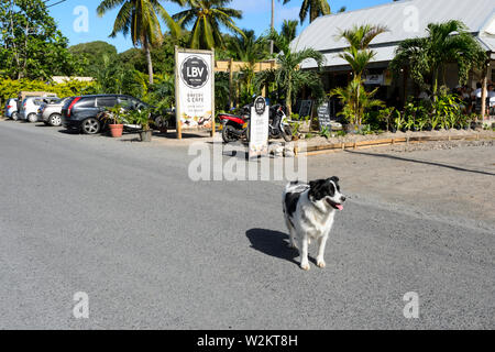 I cani randagi sono un problema in Rarotonga Isole Cook, Polinesia Foto Stock