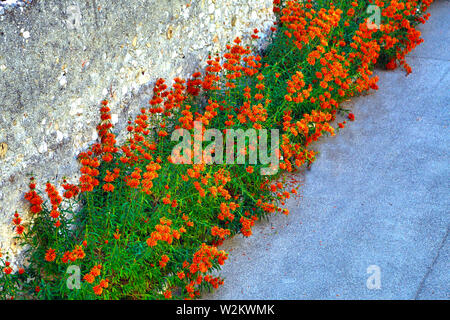 Lions impianto di coda, leonotis leonurus, Wild Dagga, rosso arancio fiori meridionale su uno stelo più ombrelloni Foto Stock