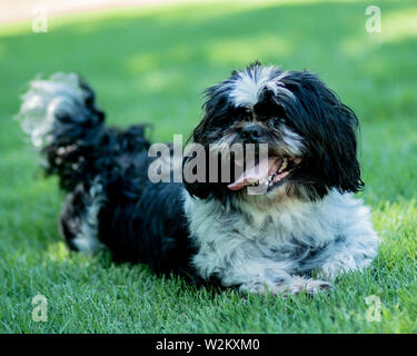 Shih Tzu Foto Stock