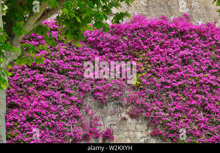 Fioritura di un bel colore rosa bougainvillea contro un muro di pietra sullo sfondo Foto Stock