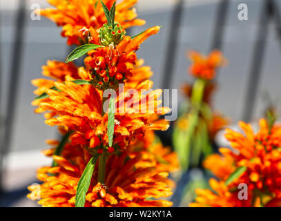 Lions impianto di coda, leonotis leonurus, Wild Dagga, rosso arancio fiori meridionale su uno stelo più ombrelloni Foto Stock