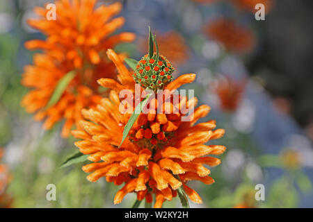 Lions impianto di coda, leonotis leonurus, Wild Dagga, rosso arancio fiori meridionale su uno stelo più ombrelloni Foto Stock