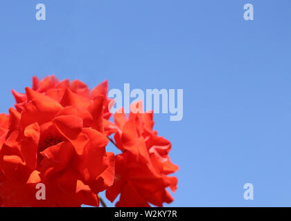 Due rose rosse contro il cielo blu sullo sfondo Foto Stock