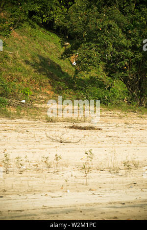 Paesaggio, Terra Preta comunità, Cuieiras River, Amazônia, Manaus, Amazonas, Brasile Foto Stock