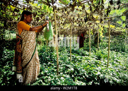 I membri della cooperativa delle donne Shaptagram in Pangsha, presentano progetti per la produzione di reddito che include l'agricoltura biologica. Una donna gli stati tende al suo impianto di zucca. Faridpur. Bangladesh Foto Stock