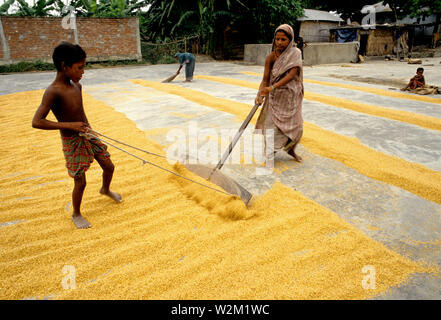 Essiccamento di riso parboiled. Pabna. Bangladesh. Foto Stock