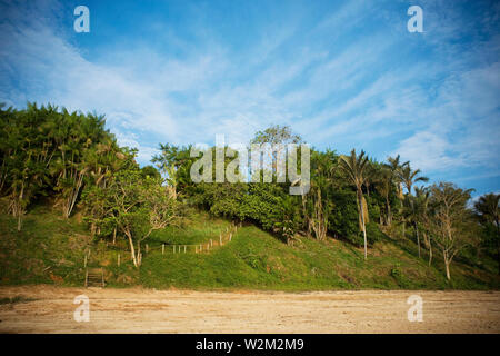 Paesaggio, Foresta, Terra Preta comunità, Cuieiras River, Amazônia, Manaus, Amazonas, Brasile Foto Stock