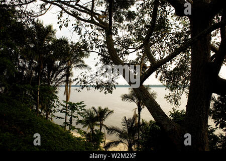 Paesaggio, Foresta, Terra Preta comunità, Cuieiras River, Amazônia, Manaus, Amazonas, Brasile Foto Stock