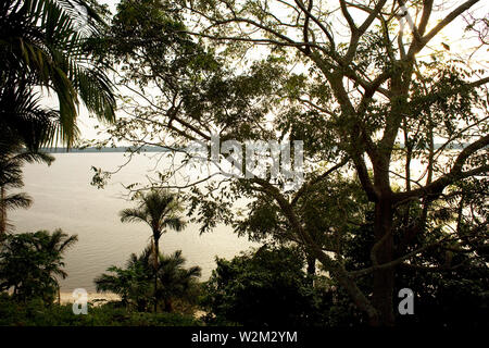 Paesaggio, Foresta, Terra Preta comunità, Cuieiras River, Amazônia, Manaus, Amazonas, Brasile Foto Stock